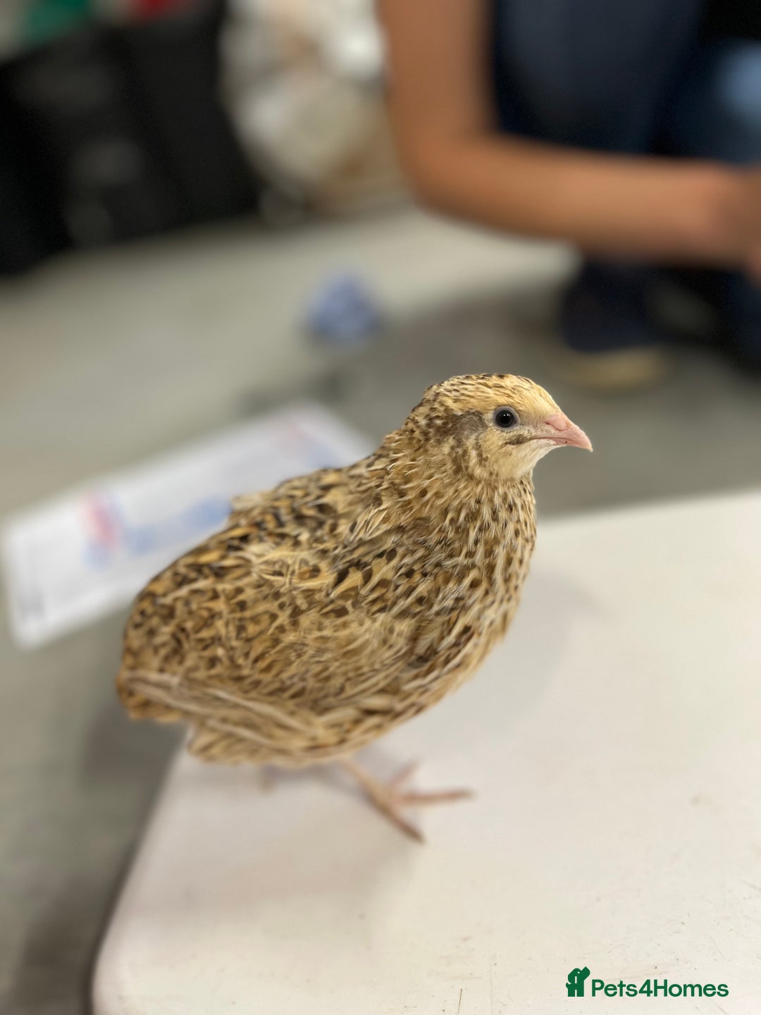 Quail poultry for sale: Three female quail - Image 2
