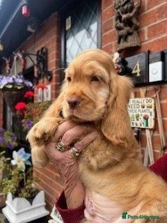 Cocker Spaniel dogs lyncham cocker spaniels - Advert 1