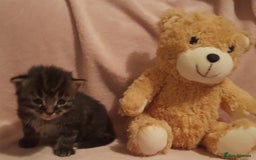 Norwegian Forest Cat cats for sale: Norwegian forest x kittens - Image 5