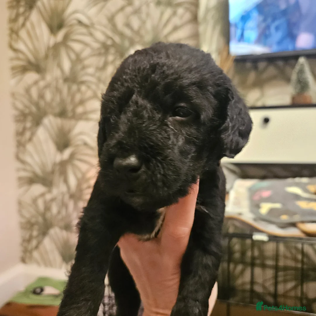 Bedlington Terrier dogs for sale: Bedlington whippet  - Advert 10