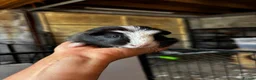 Guinea Pig rodents for sale: Female Guinea Pigs - Advert 6