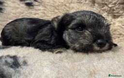 Miniature Schnauzer dogs for sale: Beautiful miniature schnauzers pups - Image 9