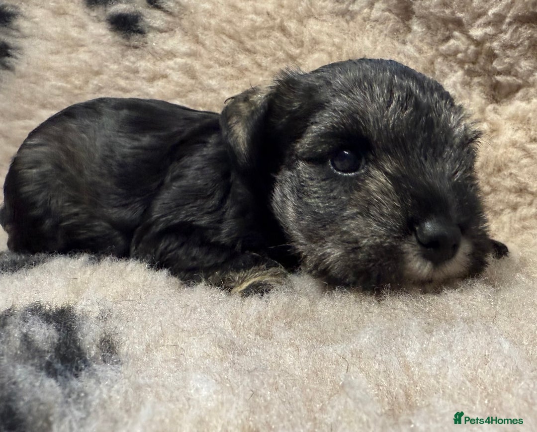 Miniature Schnauzer dogs for sale: Beautiful miniature schnauzers pups - Image 9