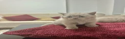 British Shorthair cats for sale: British Shorthair Lilac 🩶 in Manchester - Advert 7