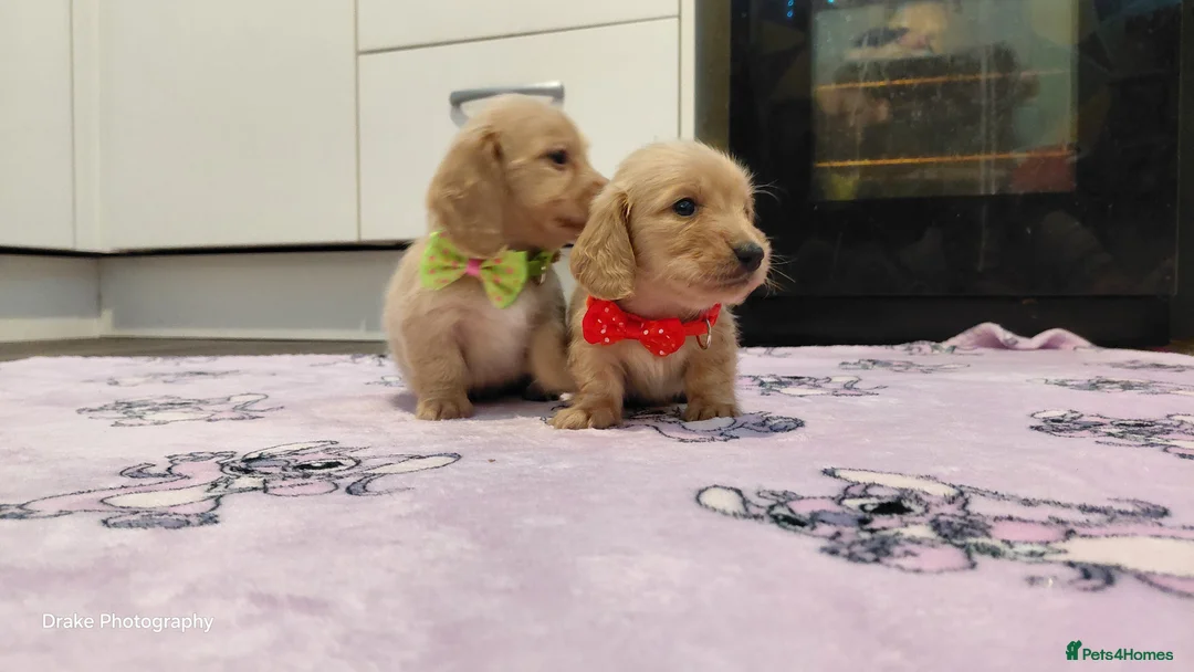 Miniature Dachshund dogs for sale: KC Reg. Longhaired Full Cream Mini Dachshunds 💛🐾 - Advert 30