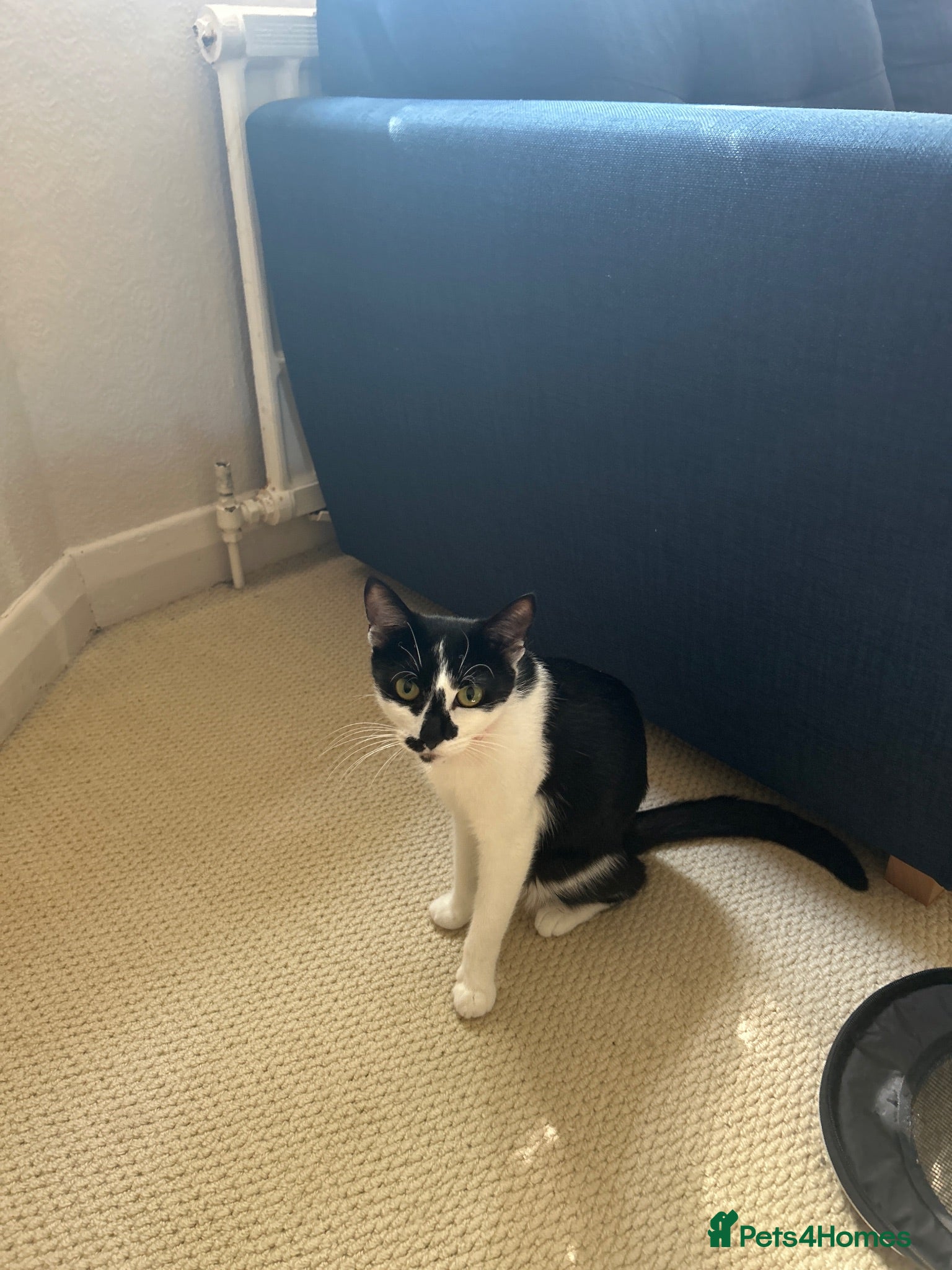British Shorthair cats 2 black females for sale.  - Advert 1