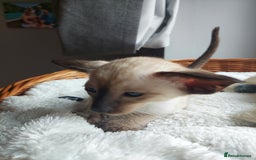 Siamese cats for sale: Siamese GCCF Registered Kittens - Image 23