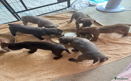 Mixed Breed dogs for sale: Beautiful American bulldog x cane corso puppies - Image 26