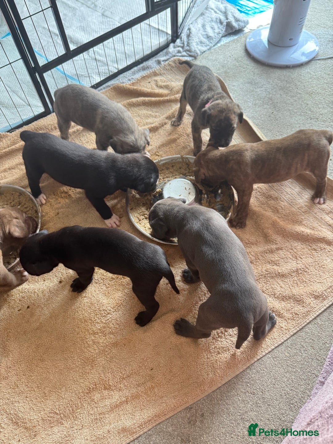Mixed Breed dogs for sale: Beautiful American bulldog x cane corso puppies - Image 26