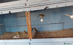 Finches birds for sale: Goldfinch mules  - Image 2