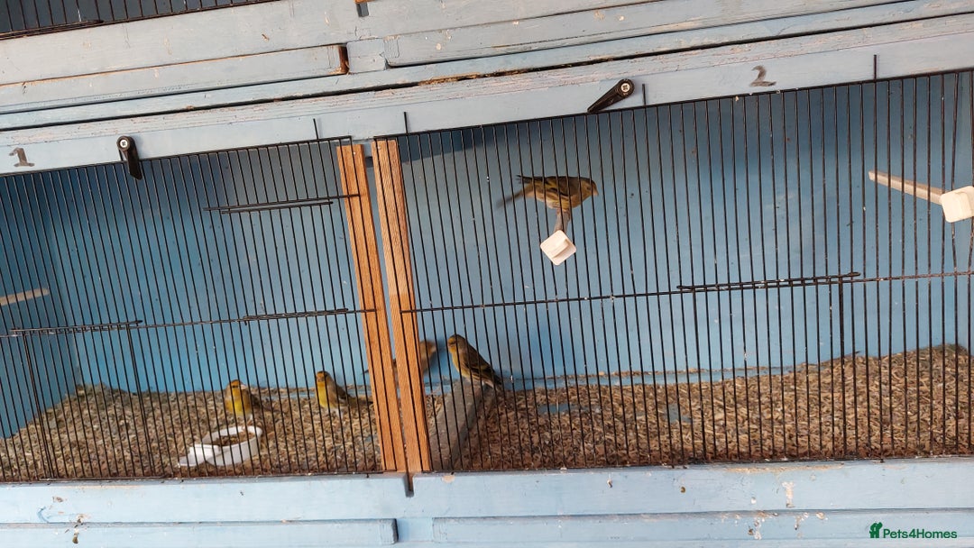 Finches birds for sale: Goldfinch mules  - Image 2