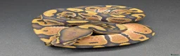 Python Snake reptiles for sale: Range of Royal Pythons - Advert 4