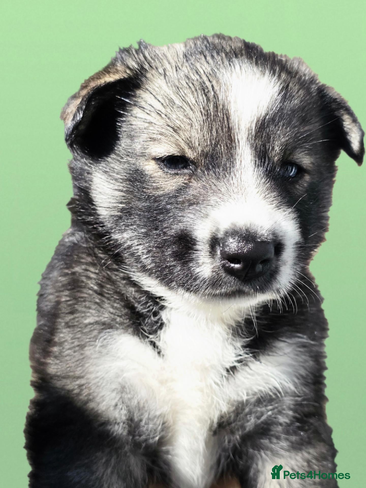 Siberian Husky dogs Pedigree Husky pups - Advert 2