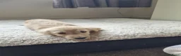 Miniature Dachshund dogs for sale: Gorgeous Long Haired Cream Miniature Dachshunds - Advert 20