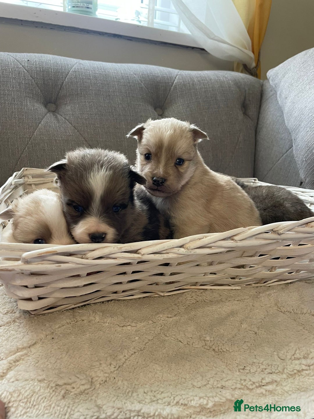 Pomsky dogs for sale: Ready - Blue eyed pomsky’s  - Image 3