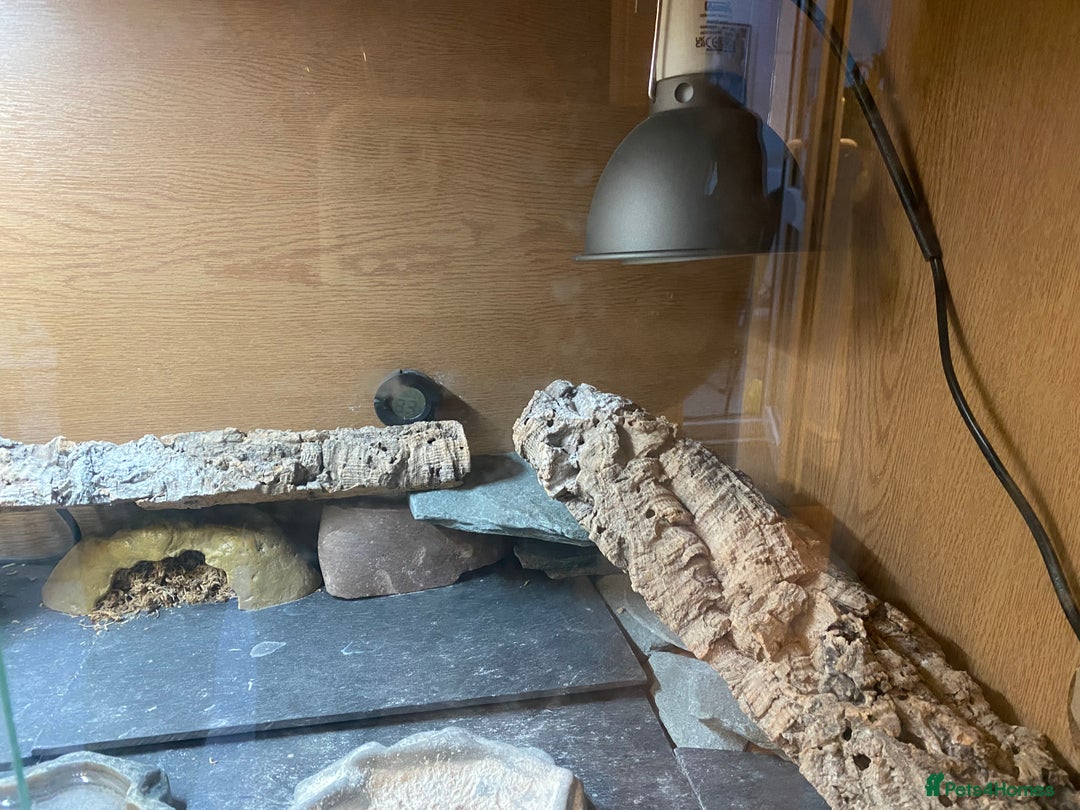 Leopard Gecko reptiles for sale: Snow leopard gecko and vivarium  - Image 4