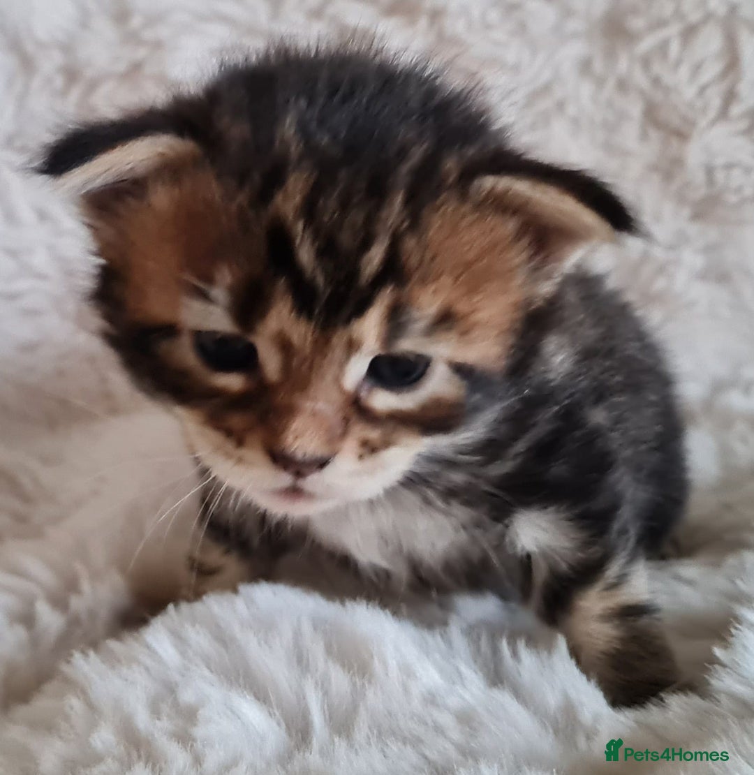 Maine Coon cats for sale: 100% Maine Coon Kittens DNA HEALTH TESTED PARENTS  - Image 31