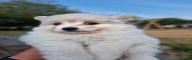 Pomapoo 