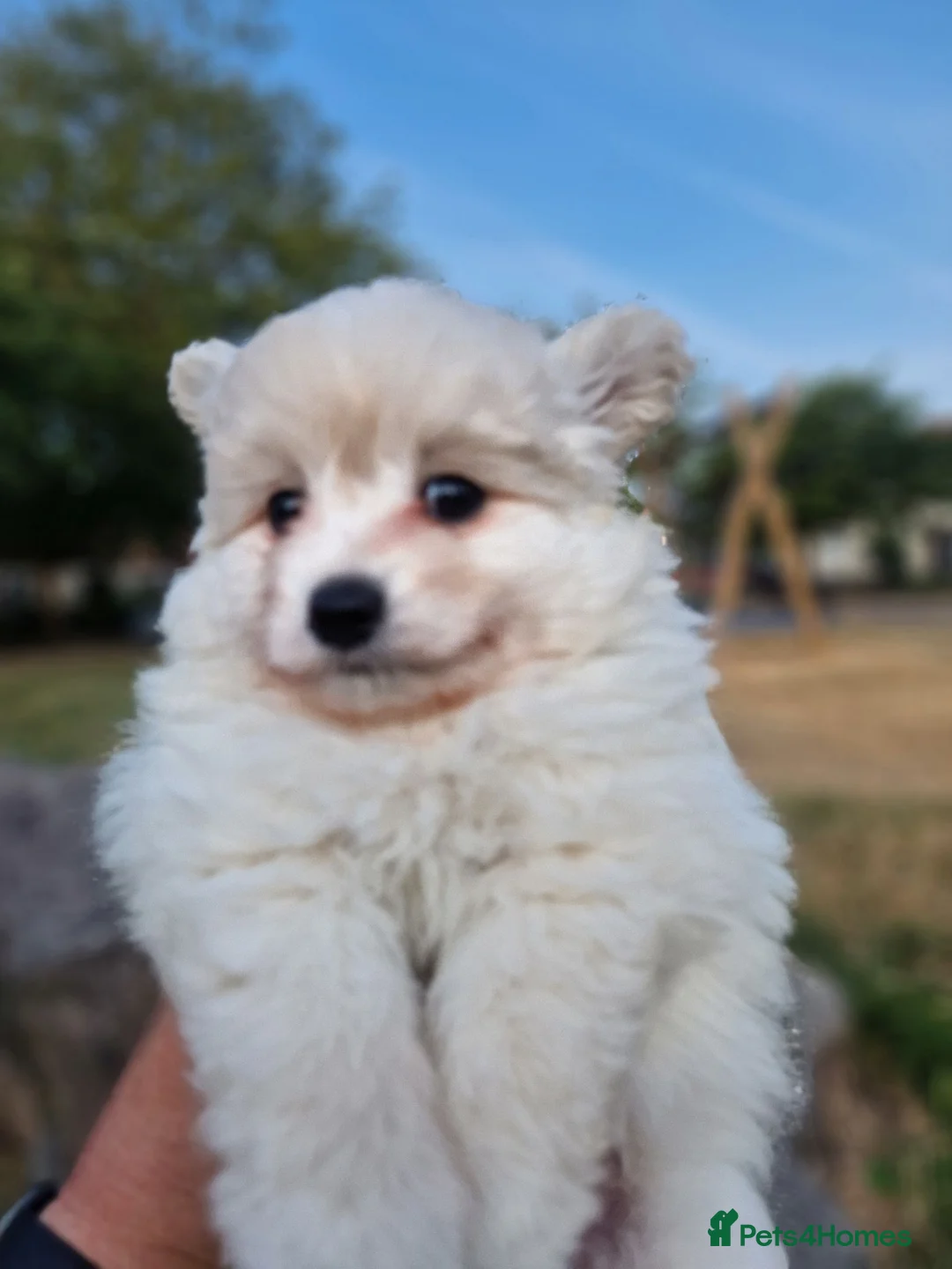 Pomapoo dogs for sale: ☆☆UNIQUE / VERY RARE ☆ 2 FEMALE MICRO BABY BEARS in Bristol - Advert 16