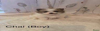Chai 