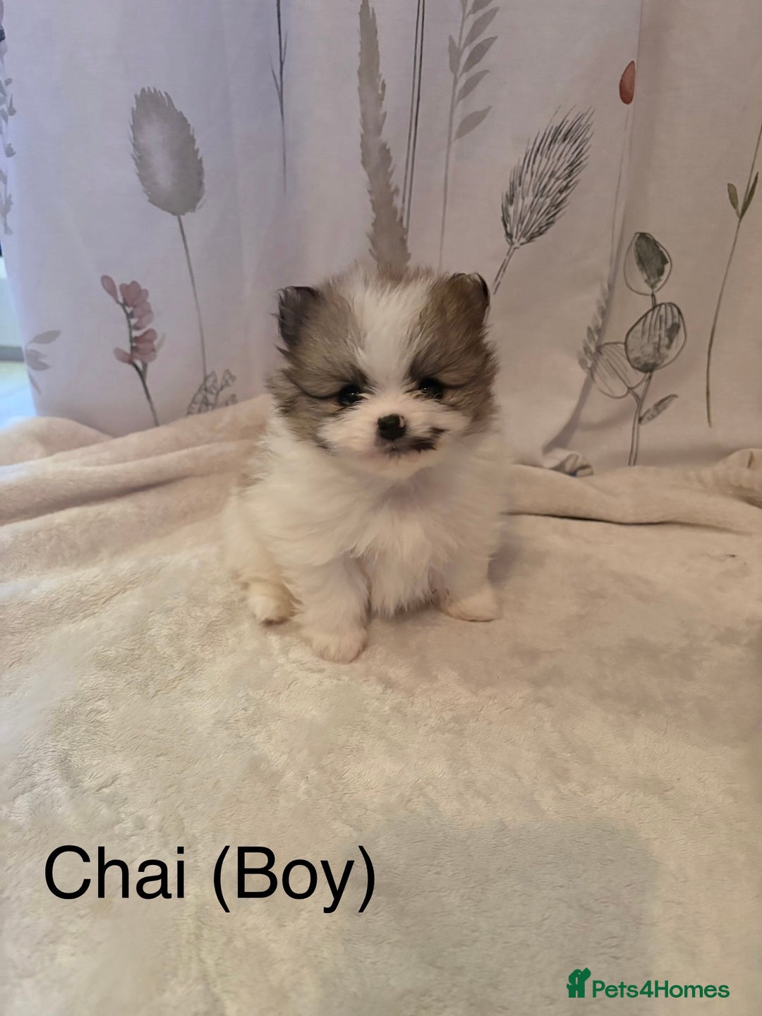 Pomeranian dogs for sale: Pomeranian Pups from Russian/ Chi Tien Champions - Advert 11