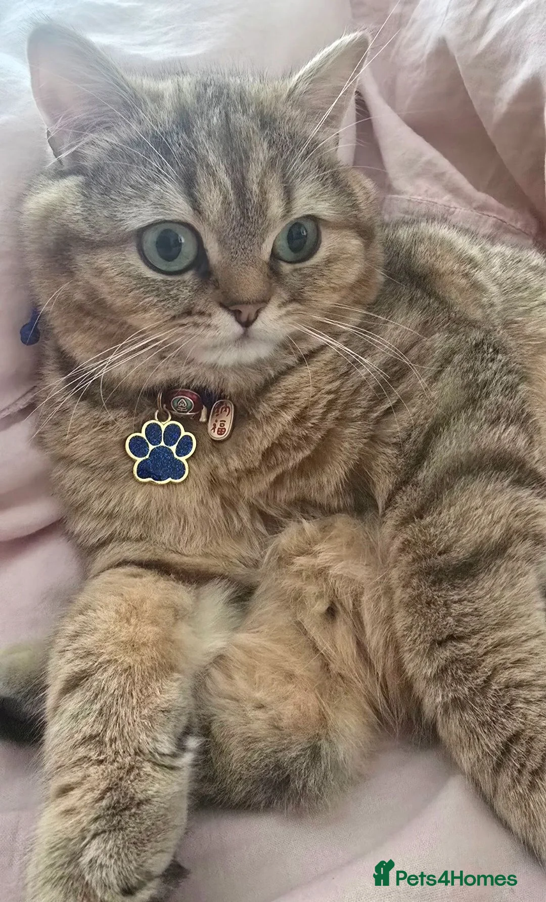 British Shorthair cats for stud: British Black Golden Shaded - Advert 13