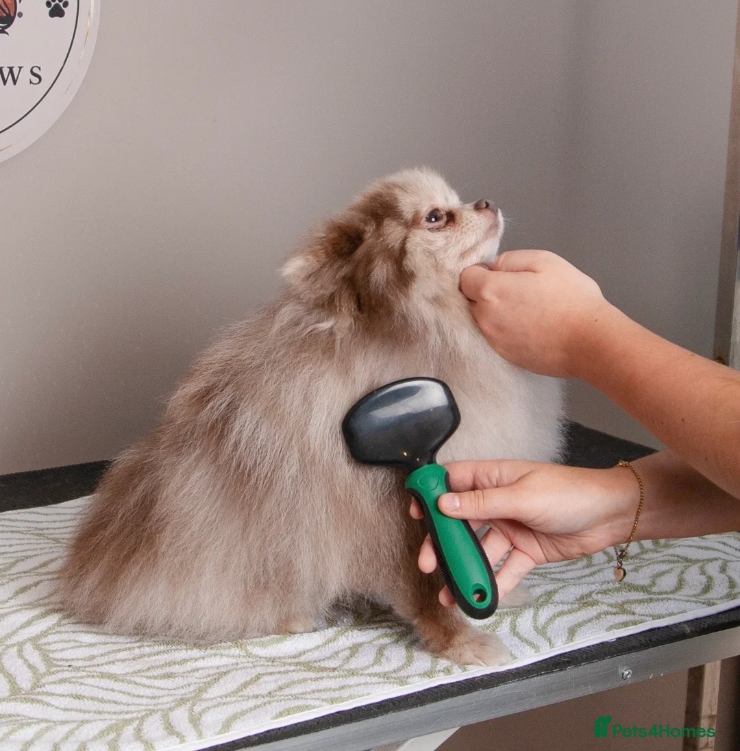 Pomeranian dogs for stud: Lilac Merle KC Pomeranian STUD - Advert 4