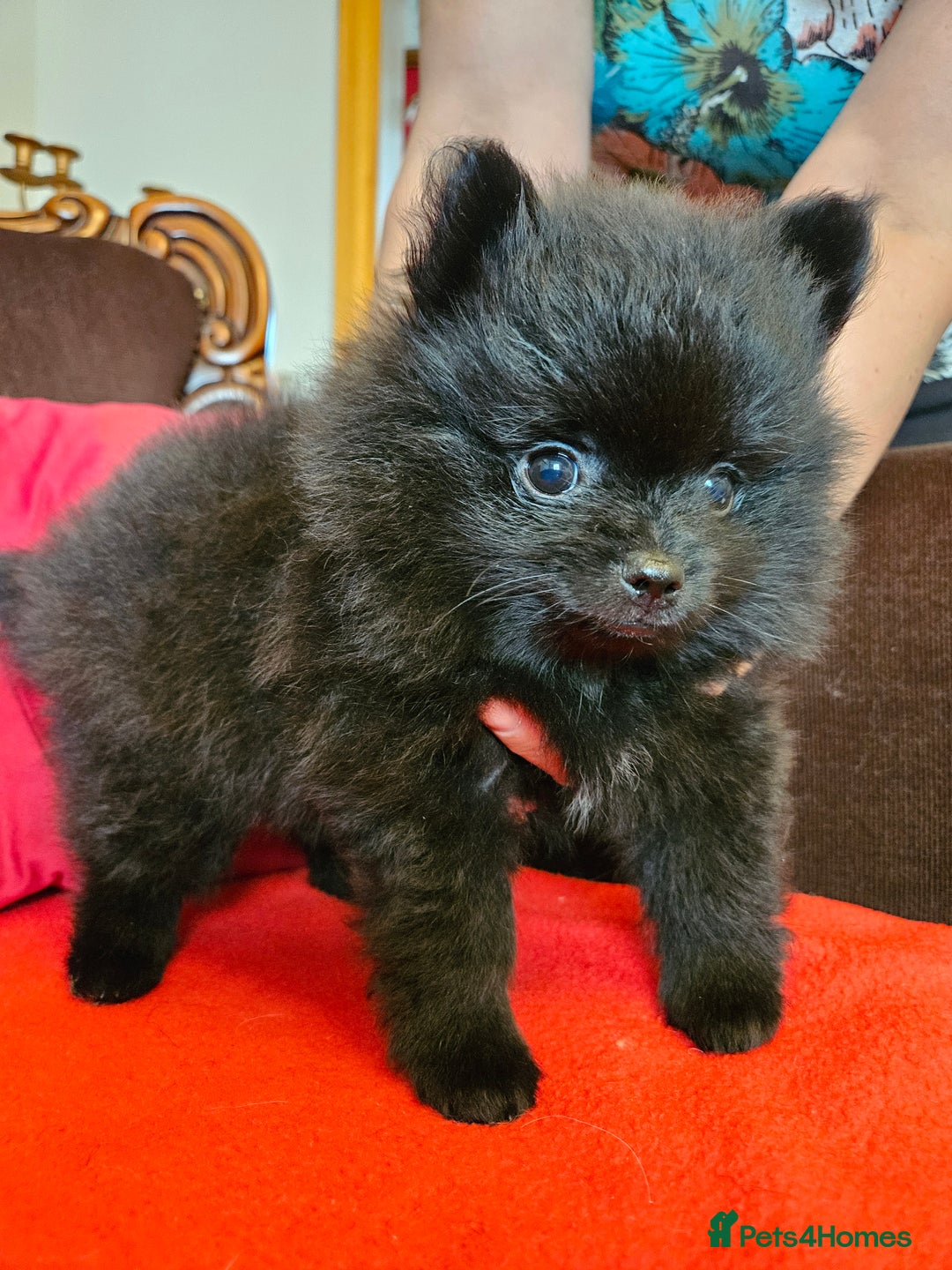 Pomeranian dogs for sale: 3 beautiful black pomeranian boys for sale  - Image 21