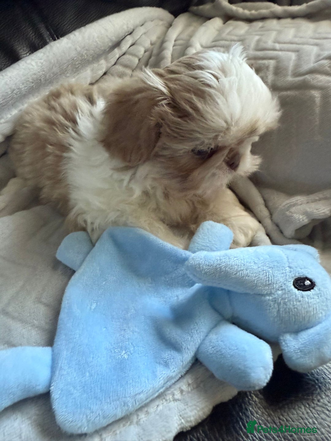 Shih Tzu dogs for sale: Stunning Shih Tzu pups 2 boys - Image 9