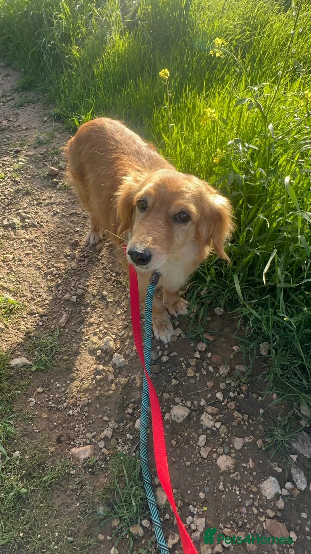 Mixed Breed dogs for adoption: Kanella: A gentle soul looking for her home in Bilston - Advert 8