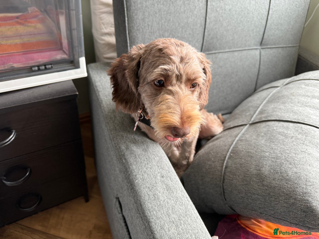 Cockapoo dogs for sale: F2bb Cockapoo Chocolate Merle Puppies  - Image 18