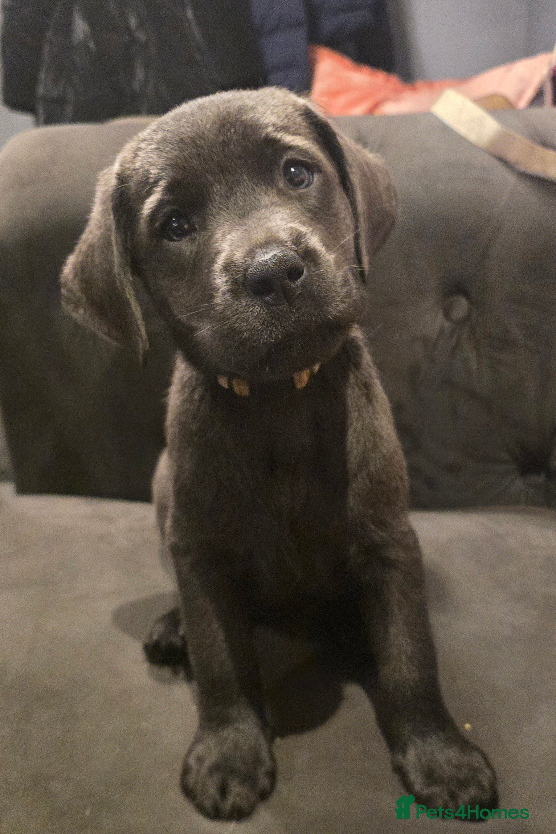 Labrador Retriever dogs for sale: Champion bloodline pedigree labrador silver charco - Advert 2