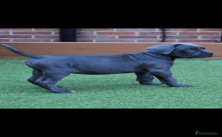 Cane Corso dogs - Advert 3