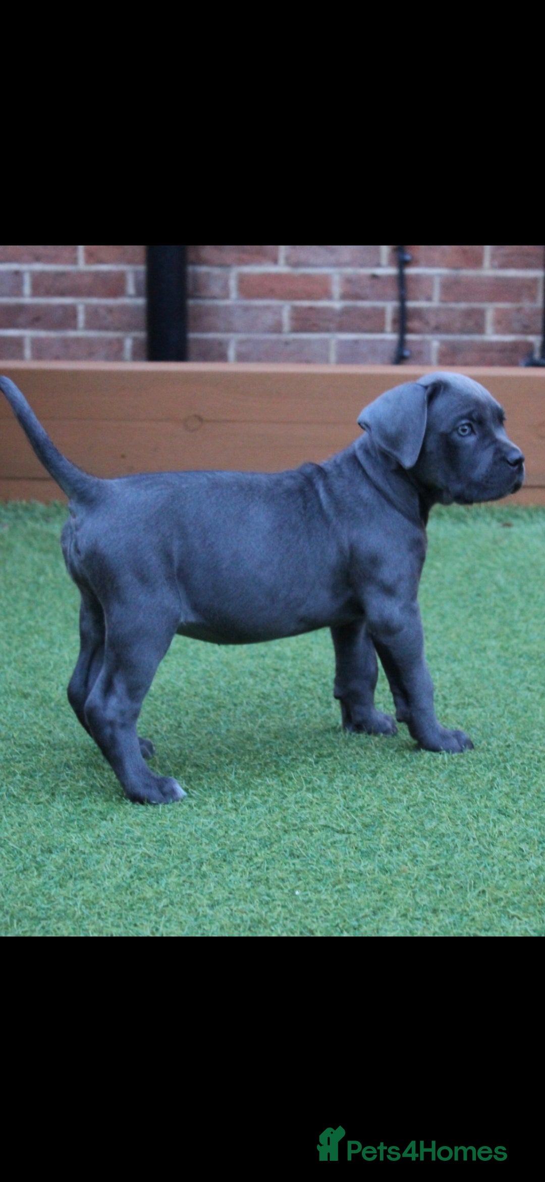 Cane Corso dogs for sale: BEAUTIFUL BLUE CANE CORSO GIRLS - Image 4