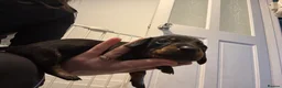 Miniature Dachshund dogs for sale: 5 miniature black & tan dachshunds  in Southport - Advert 10