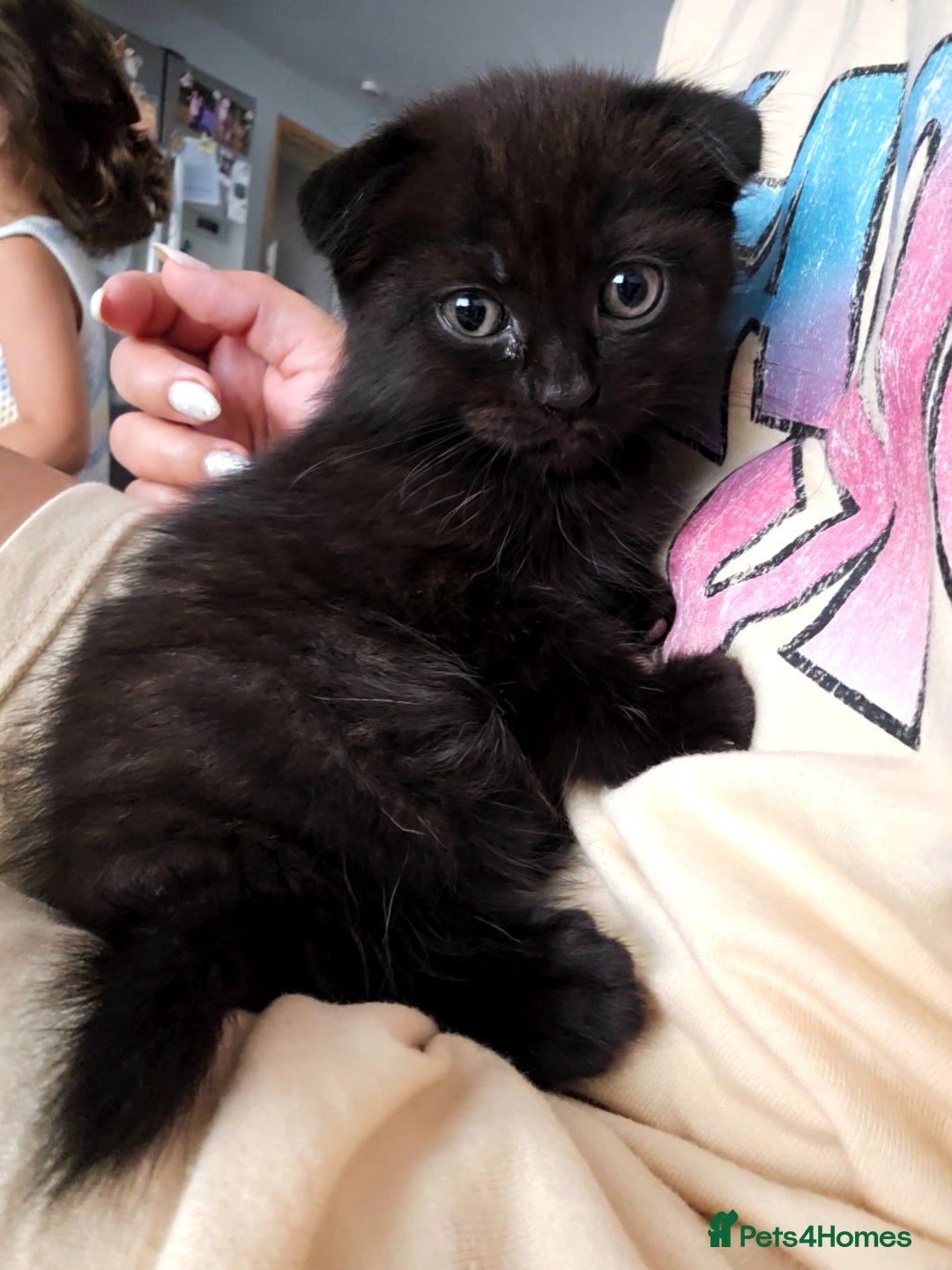 Mixed Breed cats for sale: Scottish Fold Kittens! Ready for loving home - Image 24