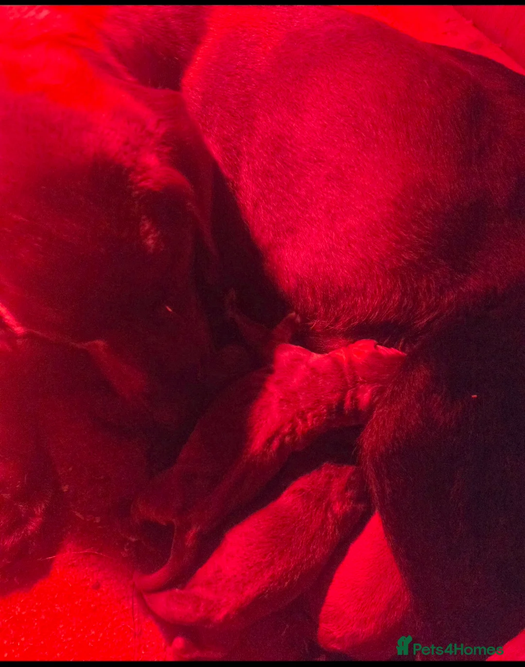 Labrador Retriever dogs for sale: 🤍 beautiful chunky silver/charcoal KC reg pups 🤍 - Advert 19