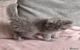 British Longhair cats for sale: ACTIVE REGISTERED BLH GIRL, GCCF, PEDIGREE - Image 7
