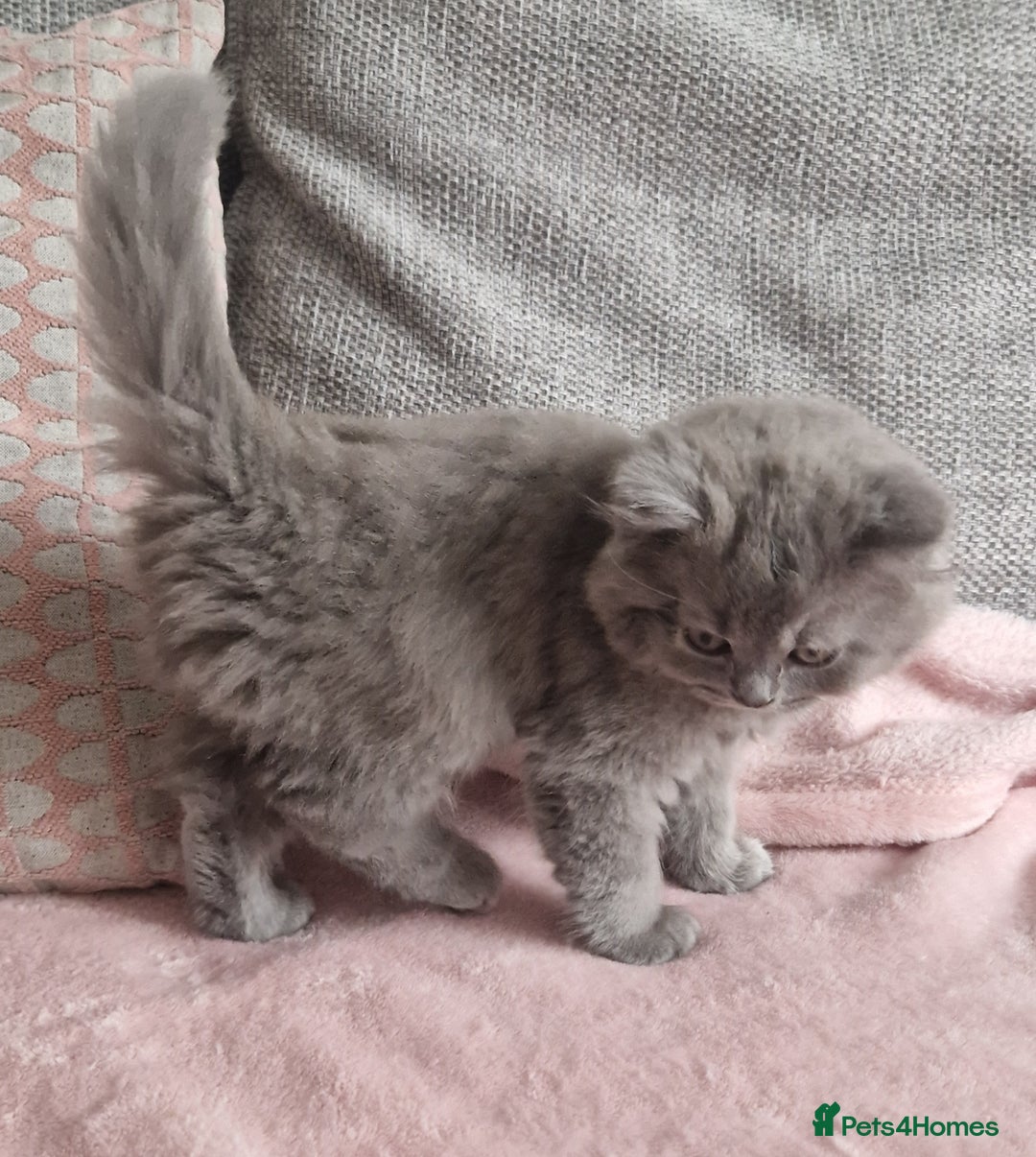 British Longhair cats for sale: ACTIVE REGISTERED BLH GIRL, GCCF, PEDIGREE - Image 7