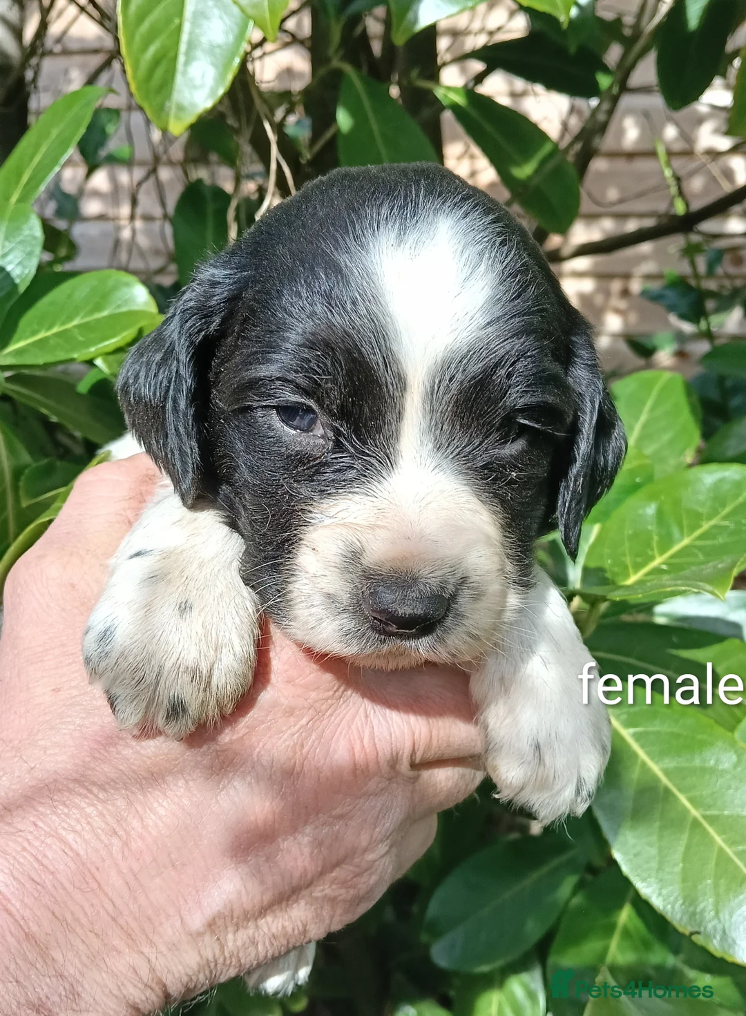 English Springer Spaniel dogs for sale: Springer Spaniel Puppies  - Advert 2