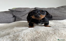 Miniature Dachshund dogs for sale:   🐾READY NOW🐾 | ONLY 1 BOY LEFT - Image 8