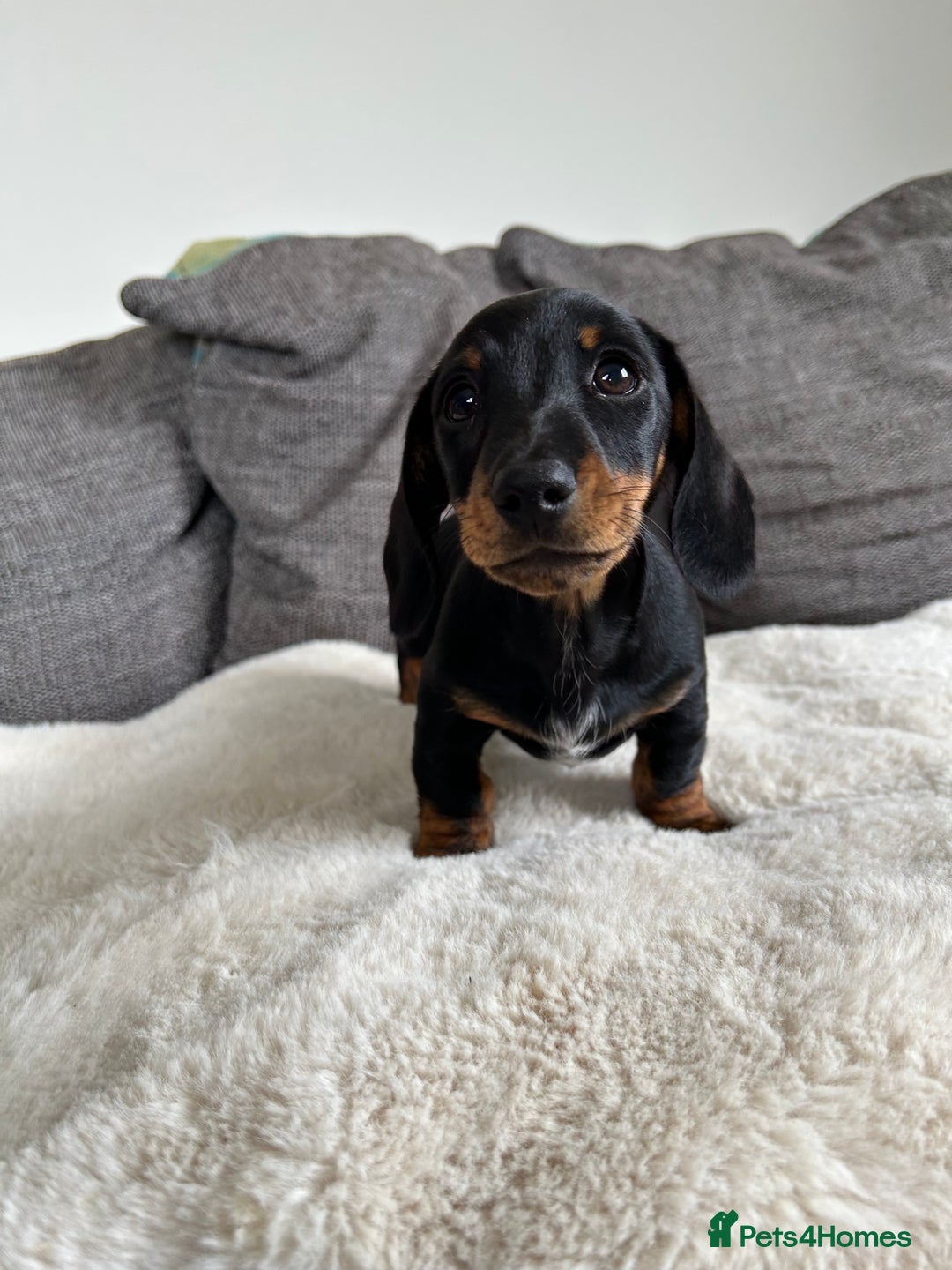 Miniature Dachshund dogs for sale:   🐾READY NOW🐾 | ONLY 1 BOY LEFT - Image 8