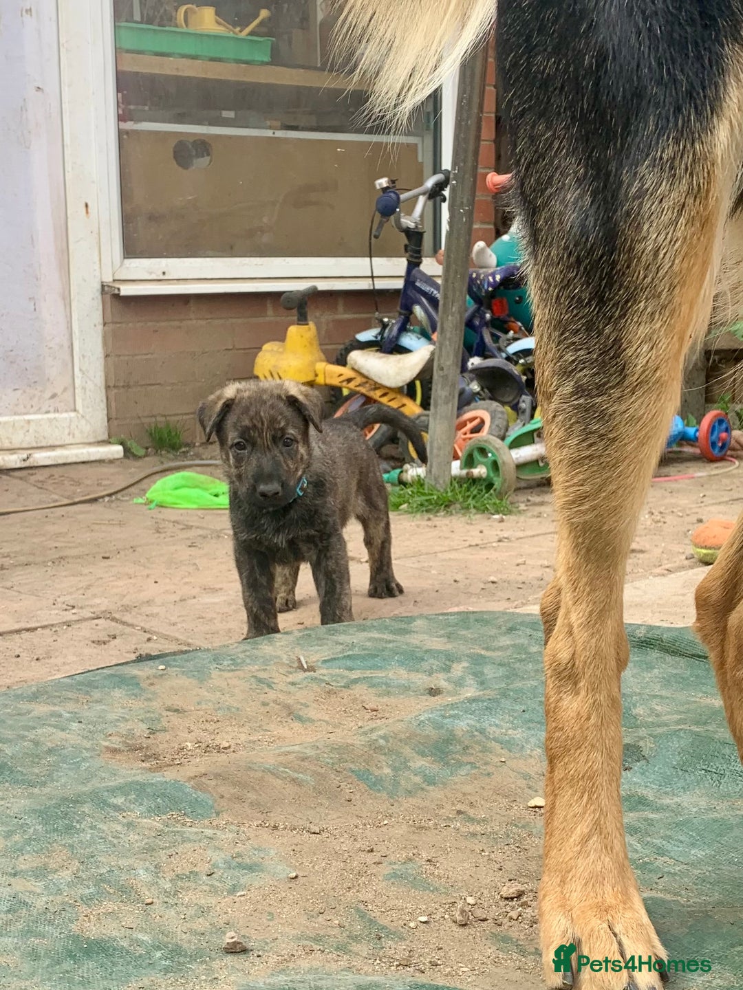Mixed Breed dogs for sale: German Shepard X Dutch Herder Puppies - Image 6