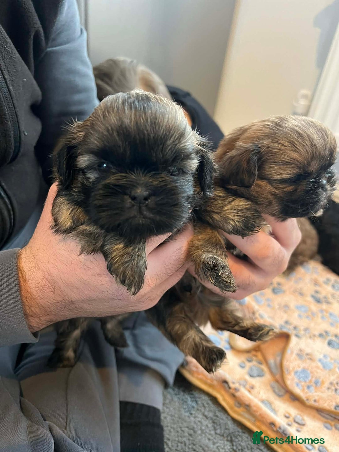 Shih Tzu dogs for sale: Shihtzu puppys  - Advert 2