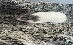 Guinea Pig rodents for sale: Boy guinea pigs for sale  - Image 6