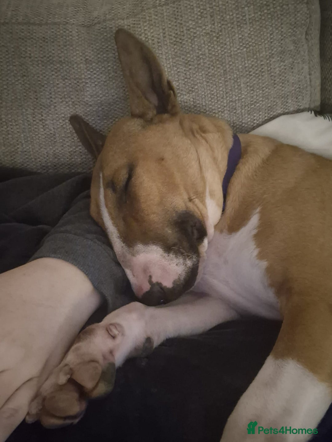 English Bull Terrier dogs for sale: English bull terrier - Advert 1