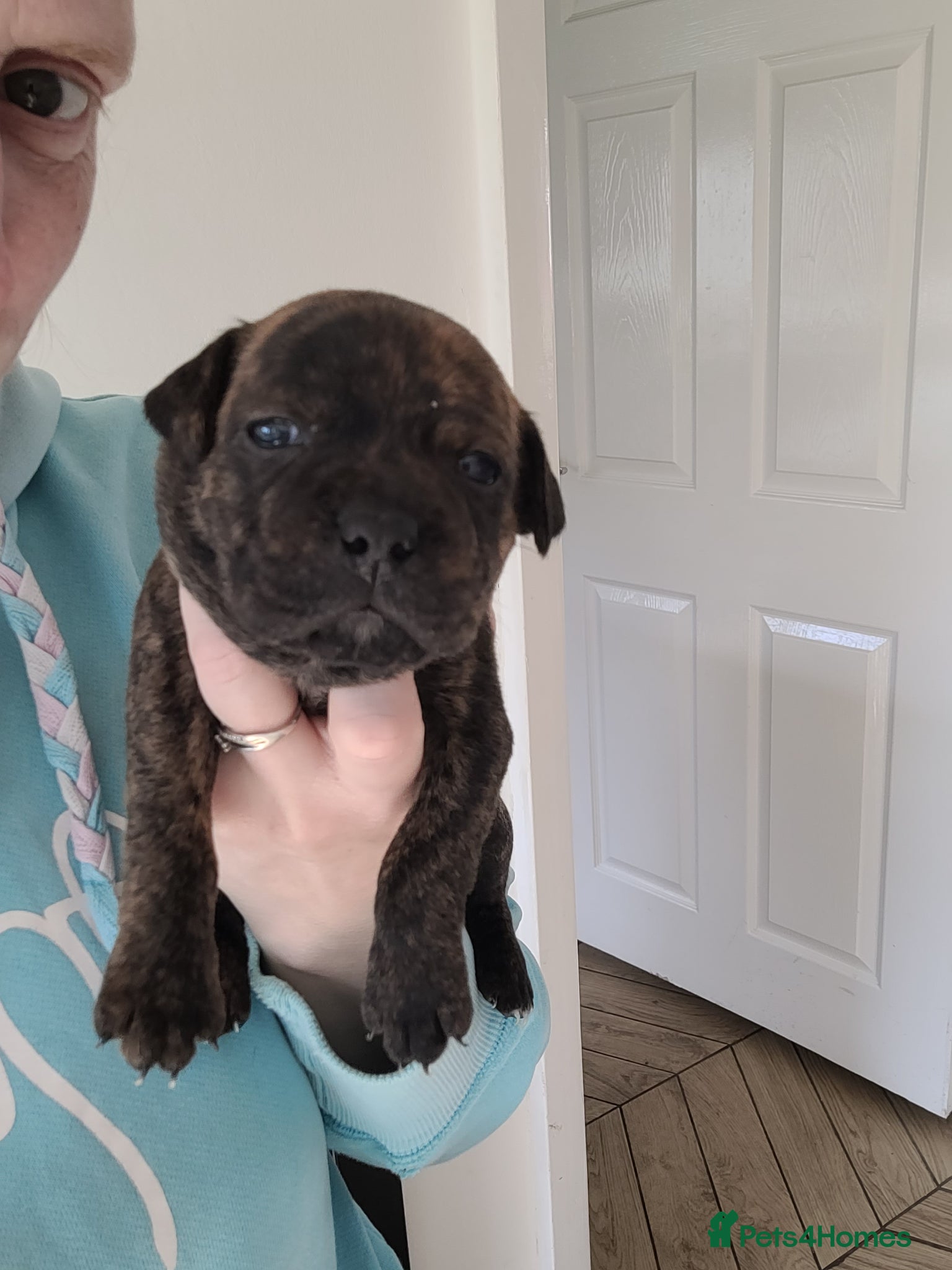 Mixed Breed dogs Staffie cross mastiff - Advert 11