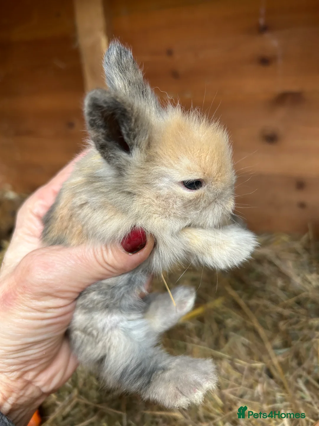 Mini Lop rabbits for sale: Beautiful baby mini lop bunnies ready March  - Advert 23
