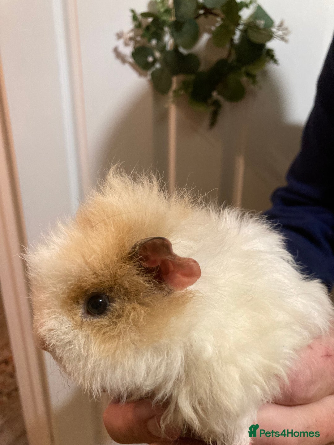 Guinea Pig rodents for sale: 5 gorgeous female Guinea pigs for sale - Advert 14