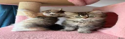 British Longhair cats for sale: 5 kittens ready for new family negotiate available - Advert 22